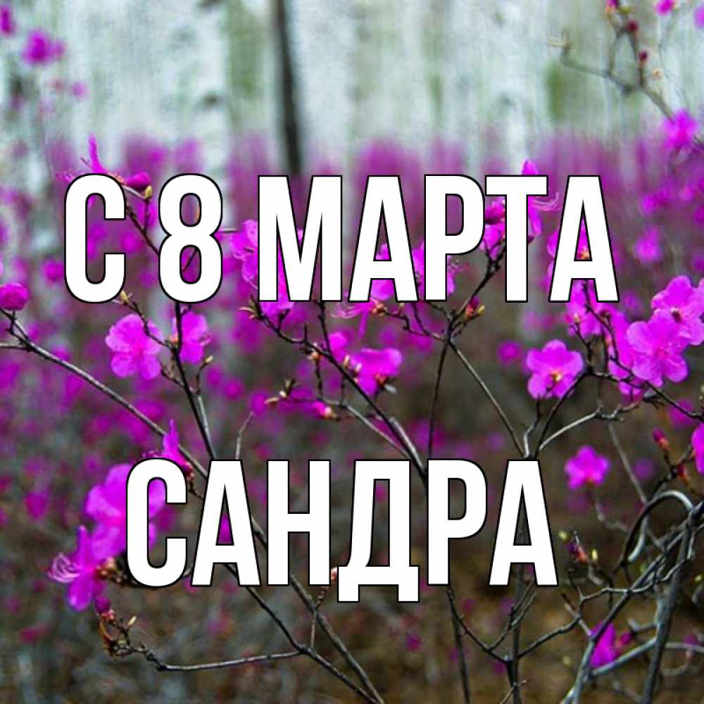 Открытка на каждый день с именем, Сандра С 8 МАРТА дикие цветы Прикольная открытка с пожеланием онлайн скачать бесплатно 