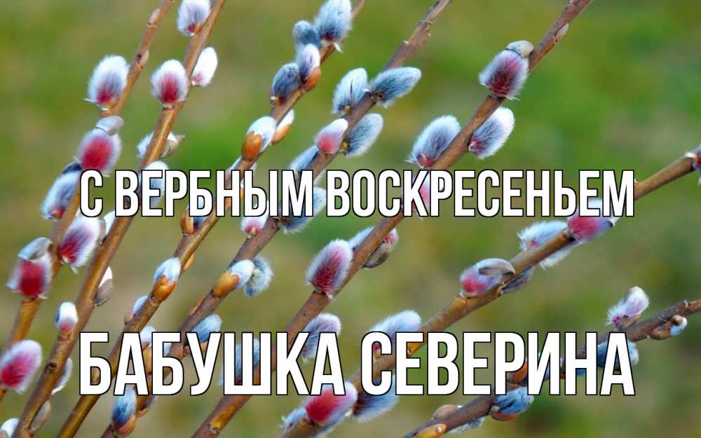 Открытка на каждый день с именем, Бабушка-Северина С вербным воскресеньем верба Прикольная открытка с пожеланием онлайн скачать бесплатно 