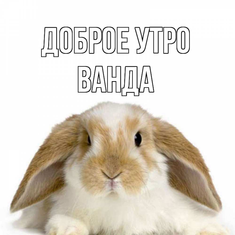 Открытка на каждый день с именем, Ванда Доброе утро прикольные открытки на каждый день Прикольная открытка с пожеланием онлайн скачать бесплатно 