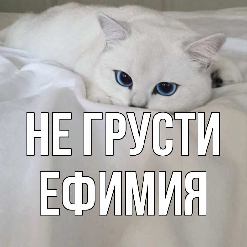 Открытка на каждый день с именем, Ефимия Не грусти белый кот с голубыми глазами на белоснежной кровати Прикольная открытка с пожеланием онлайн скачать бесплатно 