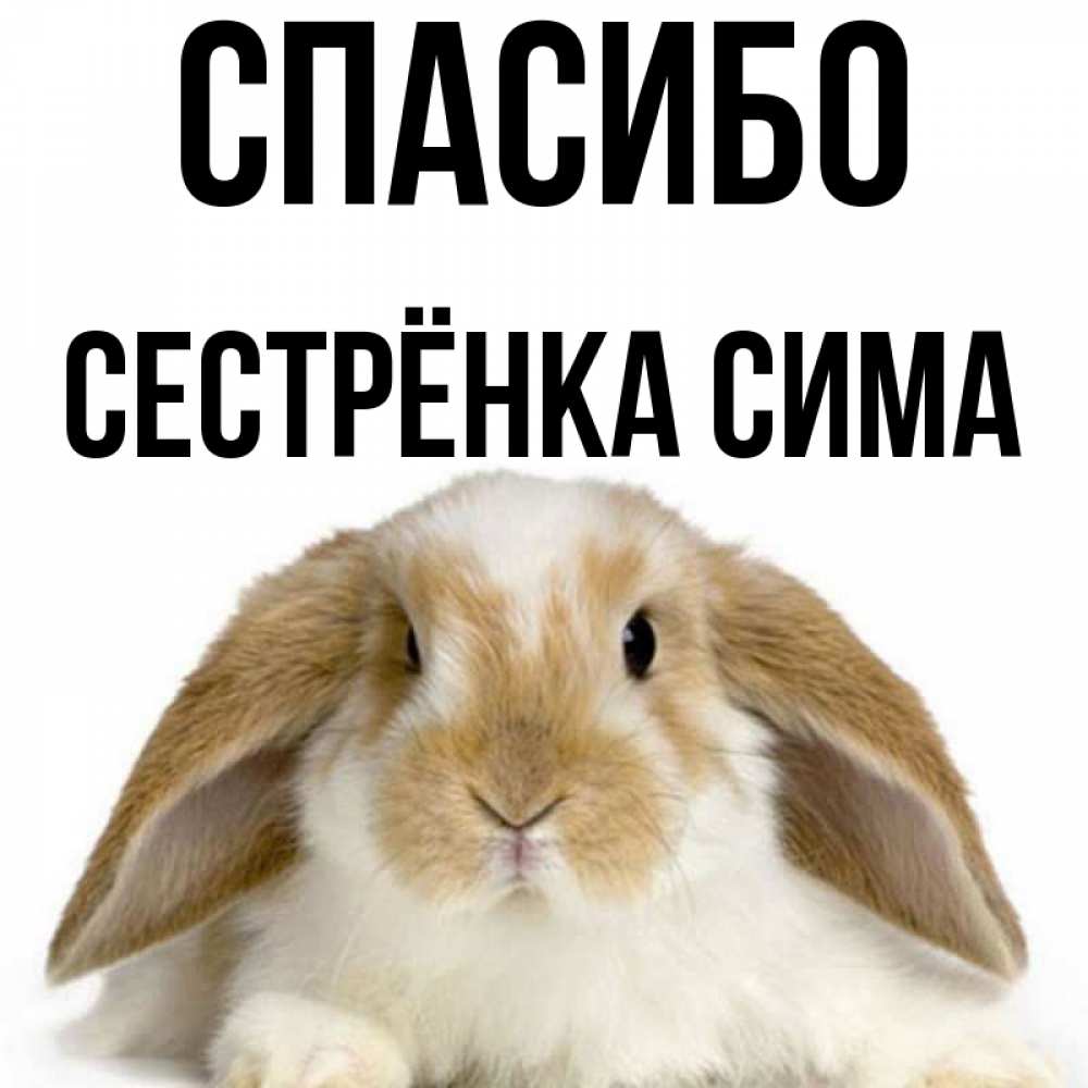 Открытка на каждый день с именем, Сестрёнка-Сима Спасибо коричнево белый заяц Прикольная открытка с пожеланием онлайн скачать бесплатно 