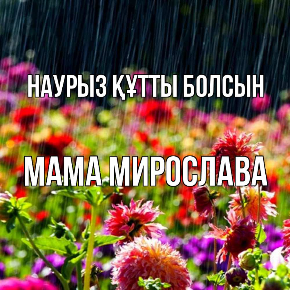 Открытка на каждый день с именем, Мама-Мирослава Наурыз құтты болсын цветы под дождиком к наурызу Прикольная открытка с пожеланием онлайн скачать бесплатно 