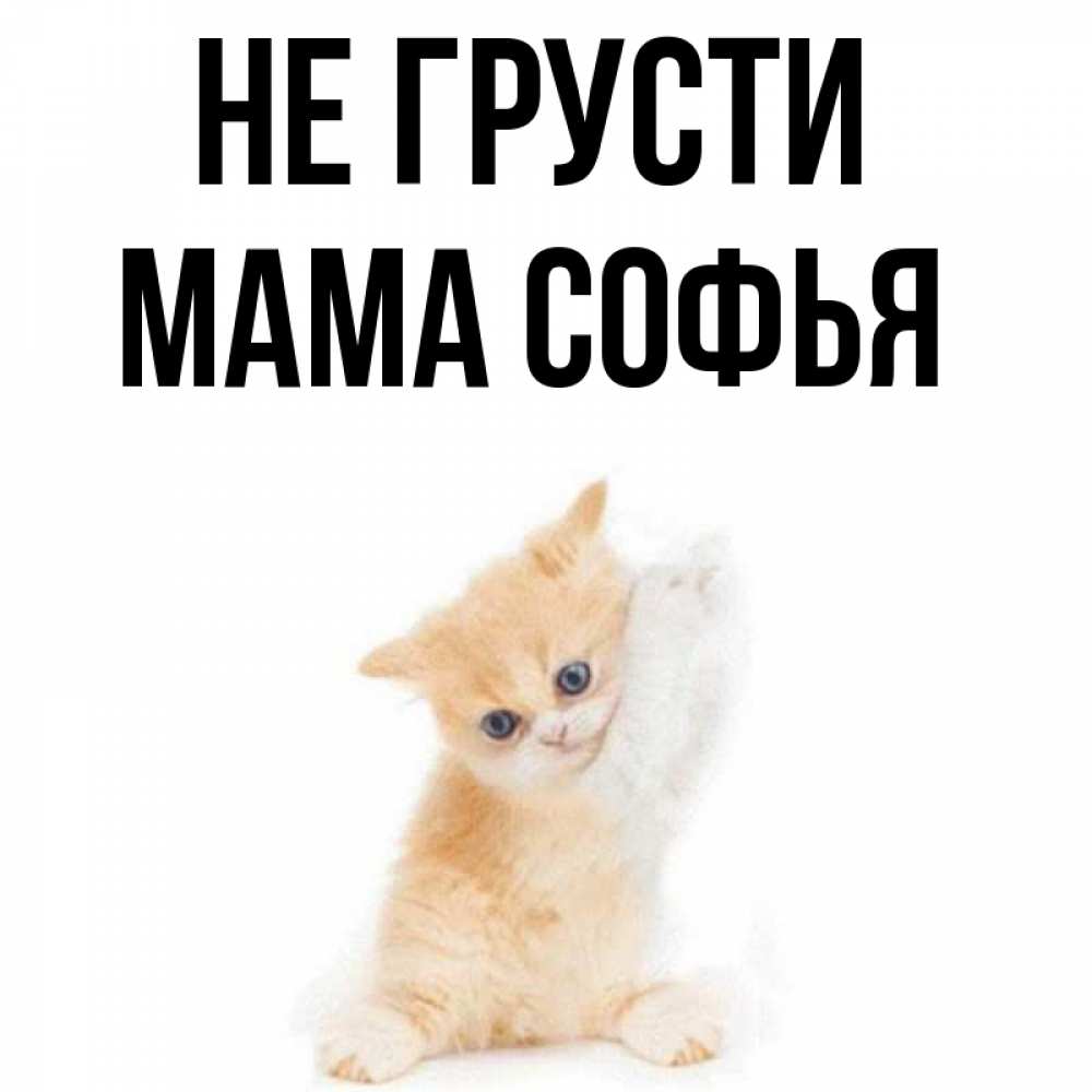 Открытка на каждый день с именем, Мама-Софья Не грусти просящий кот Прикольная открытка с пожеланием онлайн скачать бесплатно 