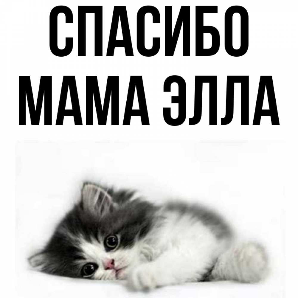 Открытка на каждый день с именем, Мама-Элла Спасибо черный и белый кот Прикольная открытка с пожеланием онлайн скачать бесплатно 