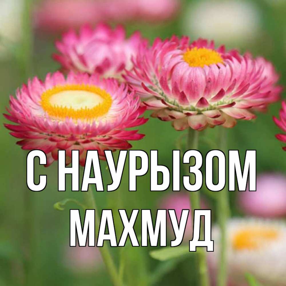 Открытка на каждый день с именем, Махмуд С наурызом подарок на международный женский день Прикольная открытка с пожеланием онлайн скачать бесплатно 
