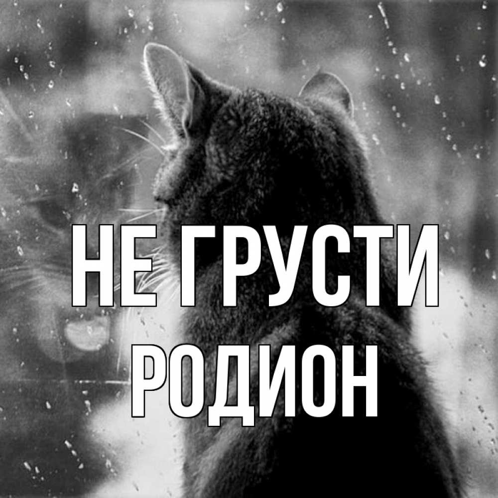 Открытка на каждый день с именем, Родион Не грусти отражение кота 1 Прикольная открытка с пожеланием онлайн скачать бесплатно 