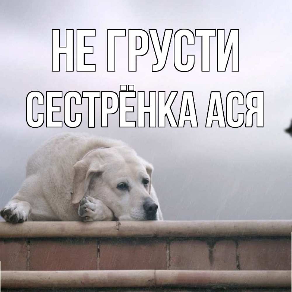 Открытка на каждый день с именем, Сестрёнка-Ася Не грусти белый пес 1 Прикольная открытка с пожеланием онлайн скачать бесплатно 