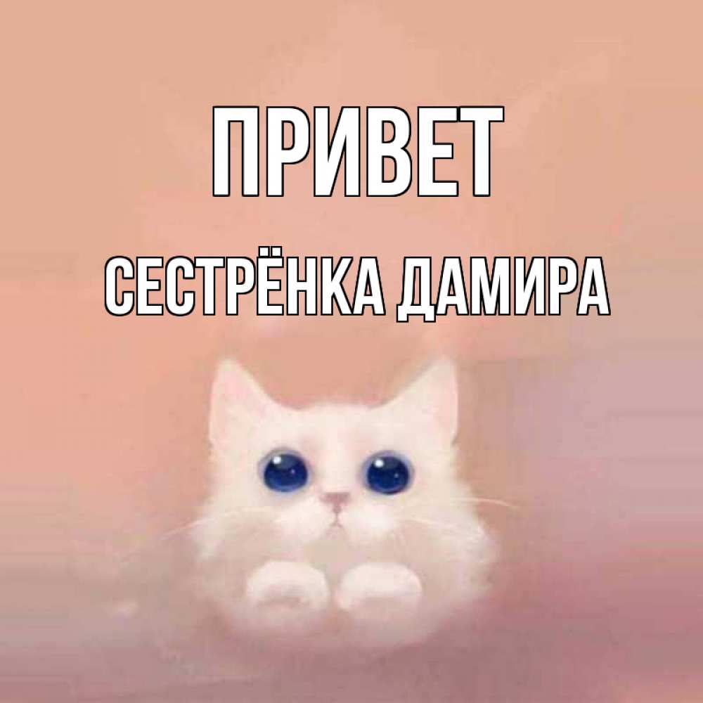 Открытка на каждый день с именем, Сестрёнка-Дамира Привет котик белый в полете Прикольная открытка с пожеланием онлайн скачать бесплатно 