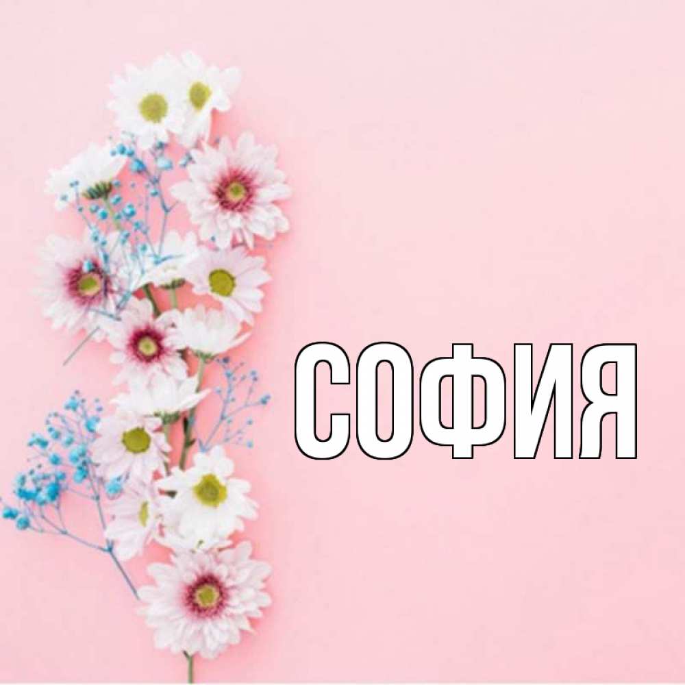 Открытка на каждый день с именем, София Главная цветы с подписью Прикольная открытка с пожеланием онлайн скачать бесплатно 