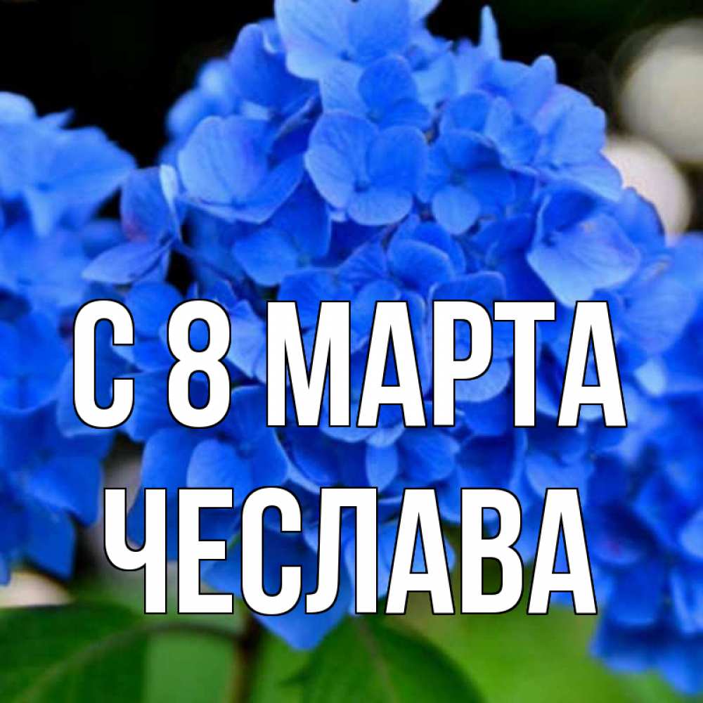 Открытка на каждый день с именем, Чеслава С 8 МАРТА синие цветы Прикольная открытка с пожеланием онлайн скачать бесплатно 