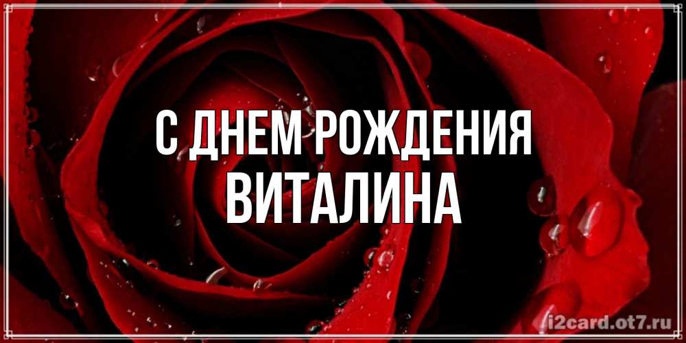 Открытка на каждый день с именем, виталина С днем рождения крупная бордовая роза Прикольная открытка с пожеланием онлайн скачать бесплатно 