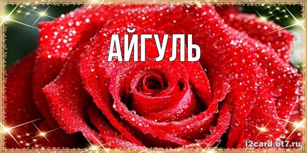 Открытка на каждый день с именем, Айгуль Главная роса и роза. открытка с красивой розой Прикольная открытка с пожеланием онлайн скачать бесплатно 