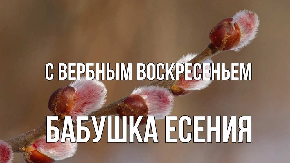 Открытка на каждый день с именем, Бабушка-Есения С вербным воскресеньем верба Прикольная открытка с пожеланием онлайн скачать бесплатно 