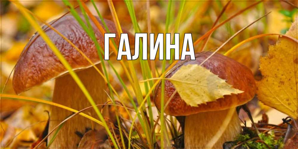 Открытка на каждый день с именем, Галина Главная осенние грибы Прикольная открытка с пожеланием онлайн скачать бесплатно 