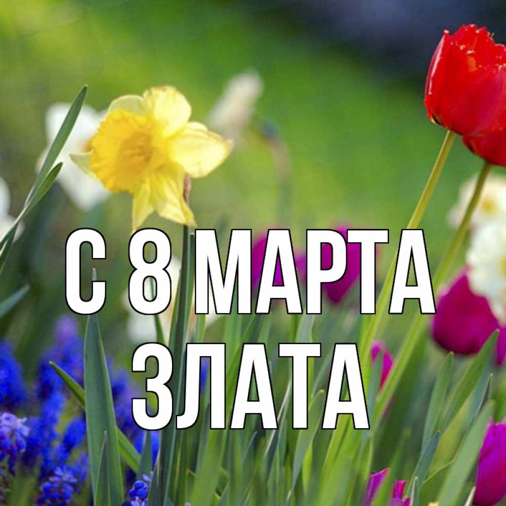 Открытка на каждый день с именем, Злата С 8 МАРТА международный женский день 3 Прикольная открытка с пожеланием онлайн скачать бесплатно 