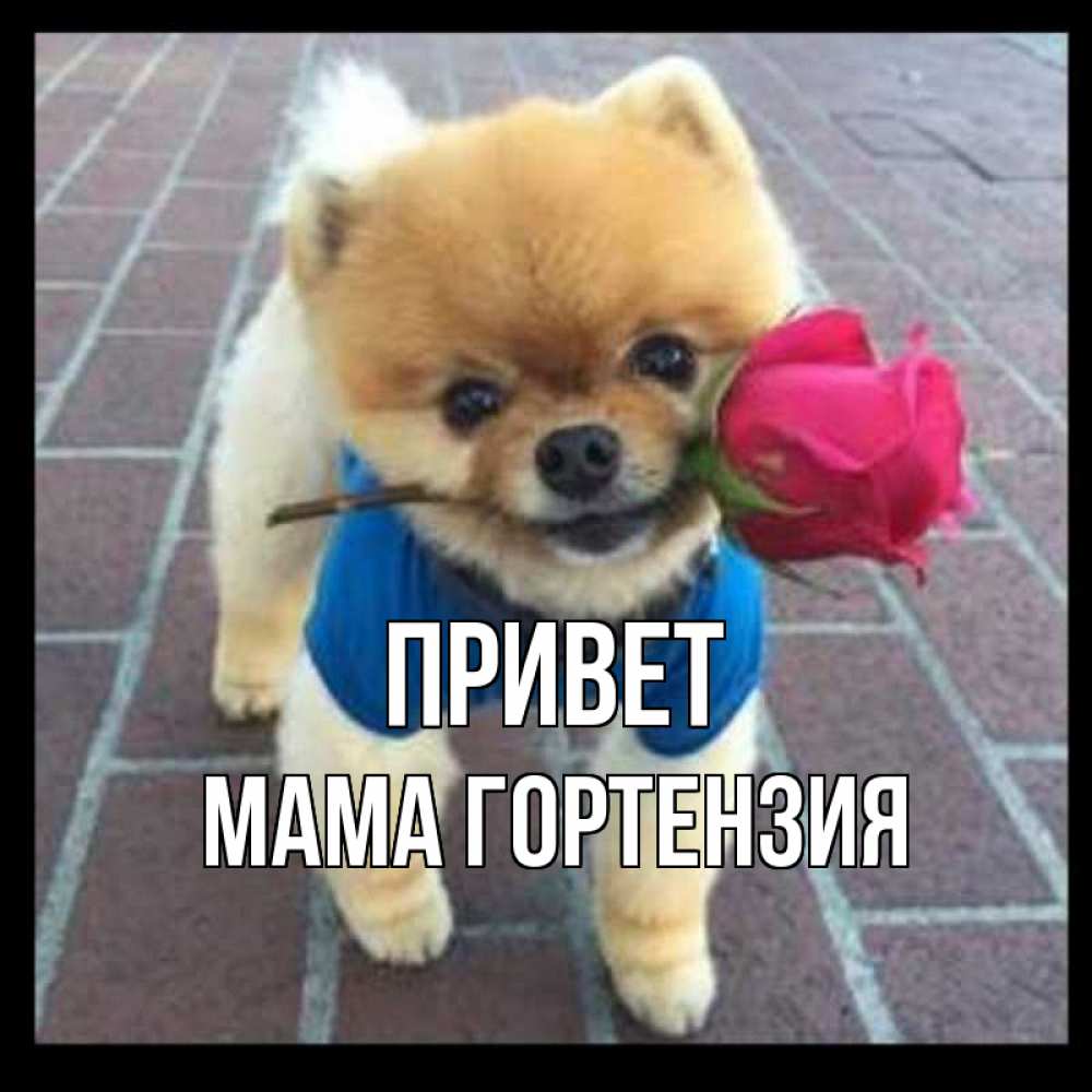 Открытка на каждый день с именем, Мама-Гортензия Привет роза в зубах у собаки Прикольная открытка с пожеланием онлайн скачать бесплатно 