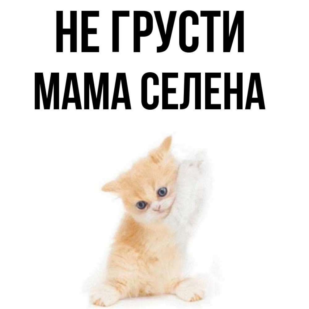 Открытка на каждый день с именем, Мама-Селена Не грусти просящий кот Прикольная открытка с пожеланием онлайн скачать бесплатно 