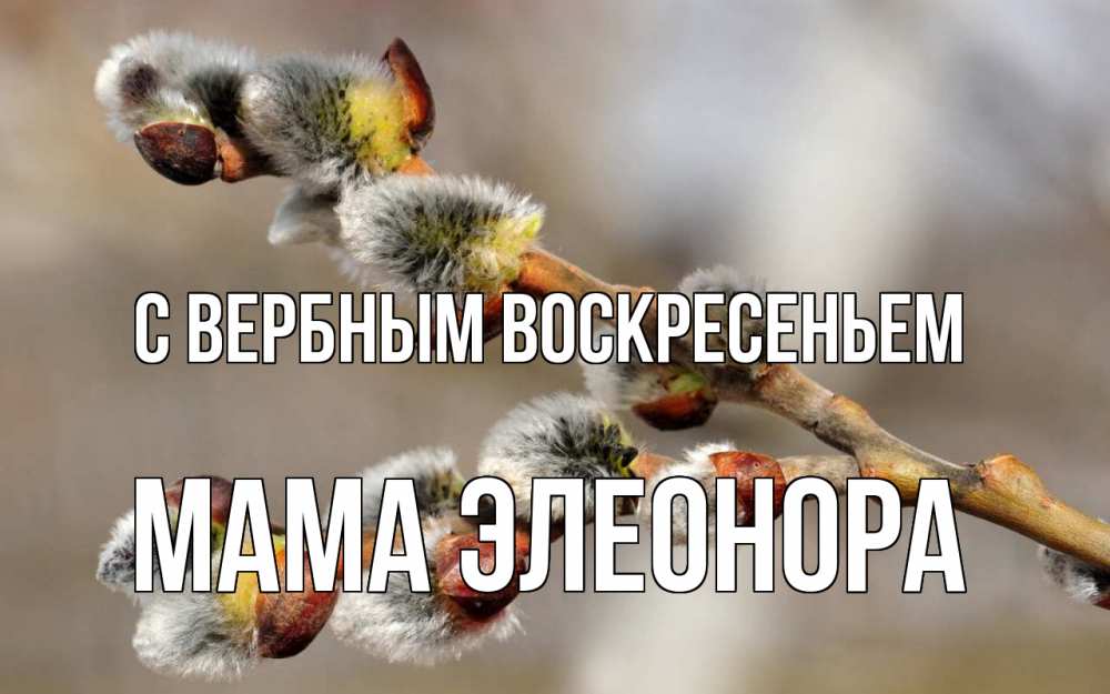 Открытка на каждый день с именем, Мама-Элеонора С вербным воскресеньем Верба Прикольная открытка с пожеланием онлайн скачать бесплатно 