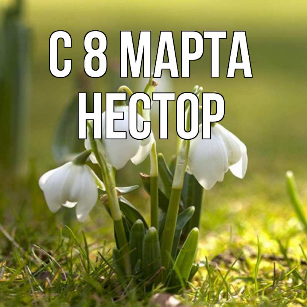 Открытка на каждый день с именем, Нестор С 8 МАРТА ранние цветы 2 Прикольная открытка с пожеланием онлайн скачать бесплатно 