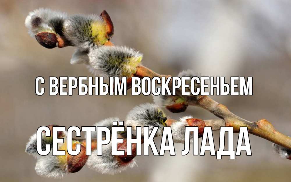 Открытка на каждый день с именем, Сестрёнка-Лада С вербным воскресеньем Верба Прикольная открытка с пожеланием онлайн скачать бесплатно 