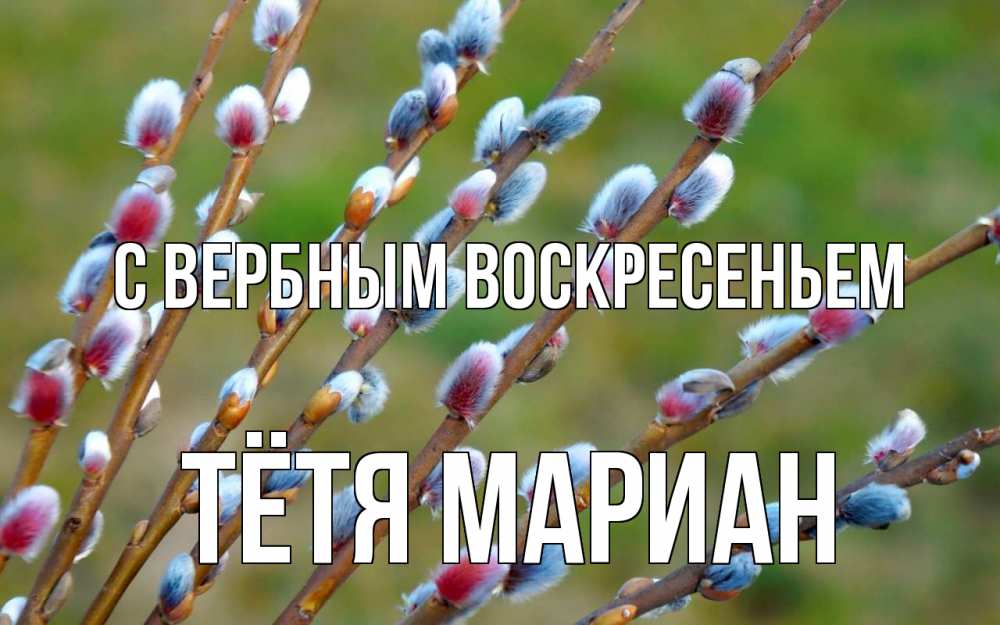 Открытка на каждый день с именем, Тётя-Мариан С вербным воскресеньем верба Прикольная открытка с пожеланием онлайн скачать бесплатно 