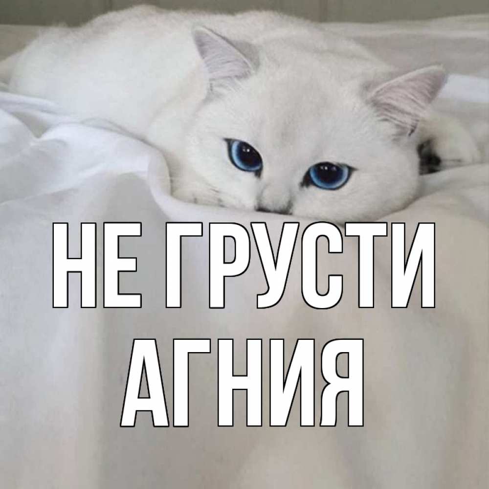 Открытка на каждый день с именем, Агния Не грусти белый кот с голубыми глазами на белоснежной кровати Прикольная открытка с пожеланием онлайн скачать бесплатно 