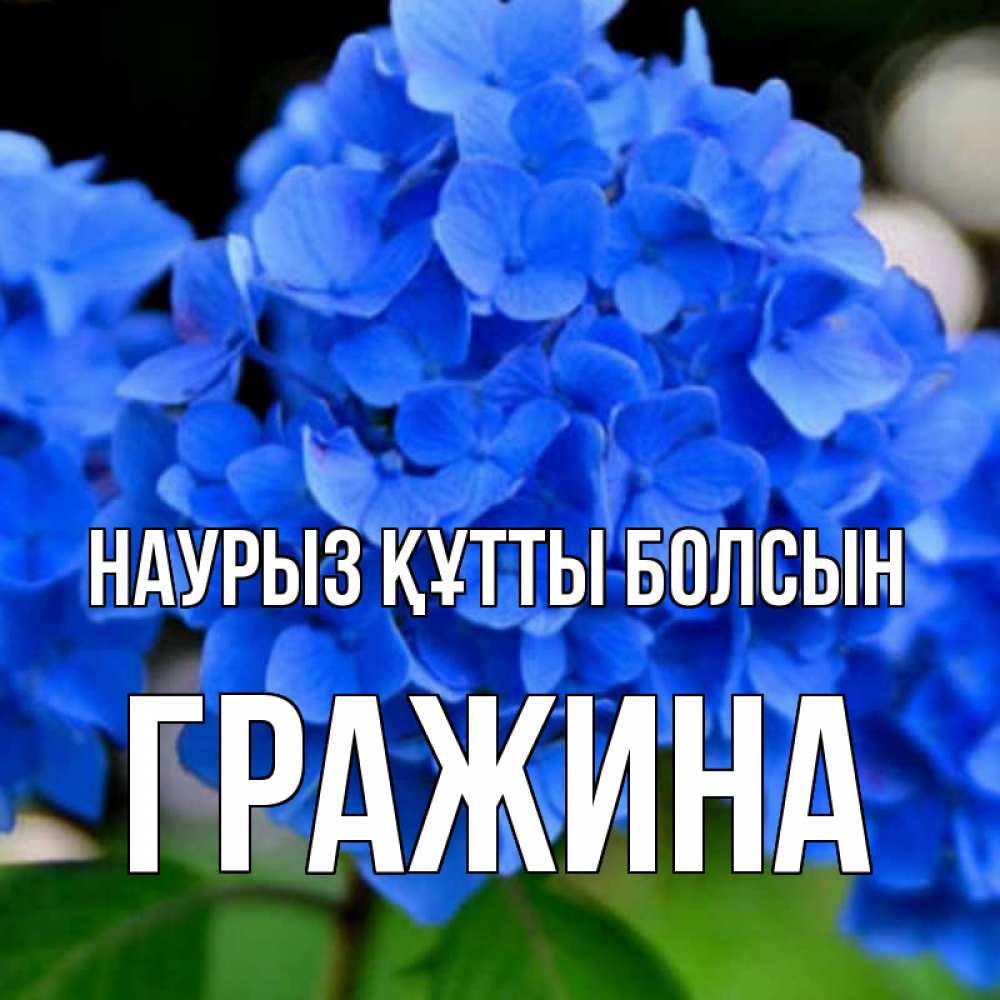 Открытка на каждый день с именем, Гражина Наурыз құтты болсын синие цветы Прикольная открытка с пожеланием онлайн скачать бесплатно 