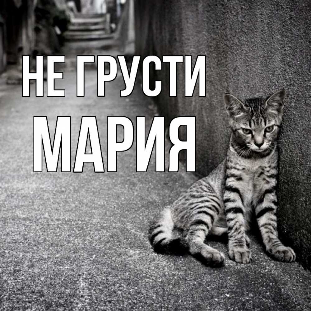 Открытка на каждый день с именем, Мария Не грусти скучающий котик Прикольная открытка с пожеланием онлайн скачать бесплатно 