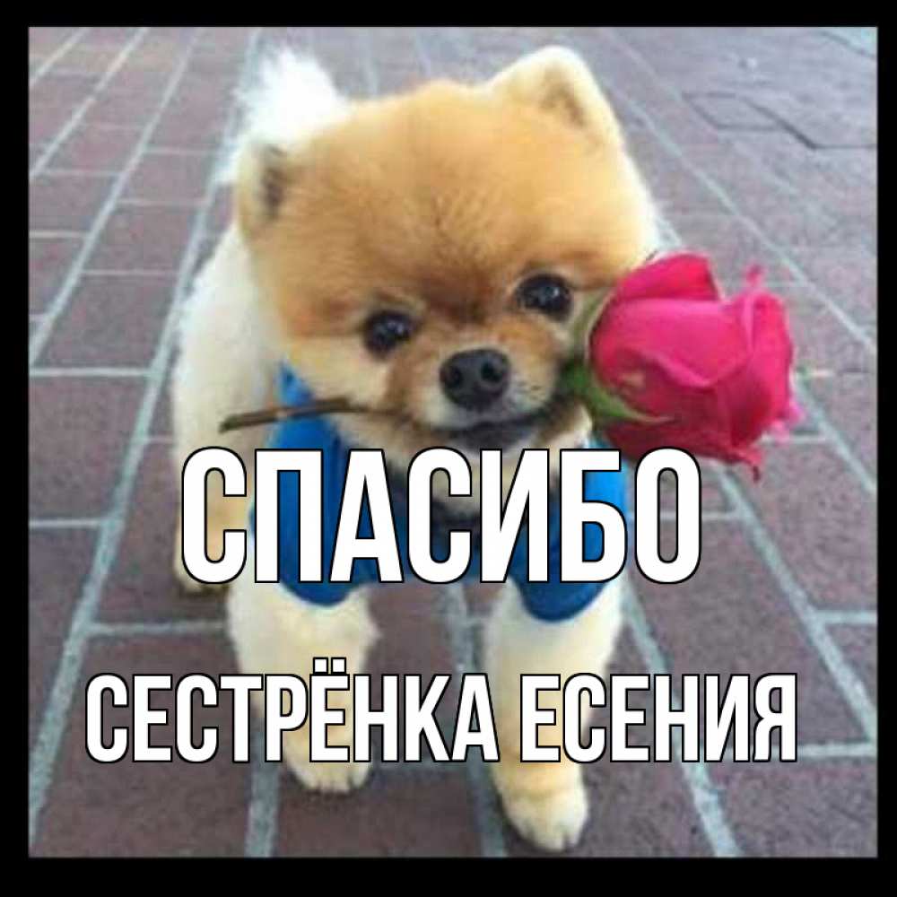 Открытка на каждый день с именем, Сестрёнка-Есения Спасибо спасибо и дарю тебе цветок Прикольная открытка с пожеланием онлайн скачать бесплатно 
