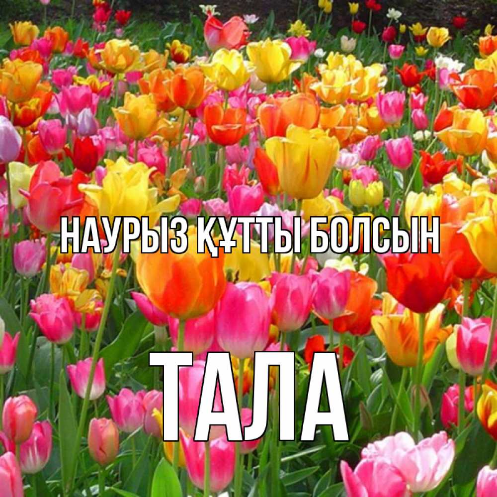 Открытка на каждый день с именем, Тала Наурыз құтты болсын на наурыз  ура ура Прикольная открытка с пожеланием онлайн скачать бесплатно 