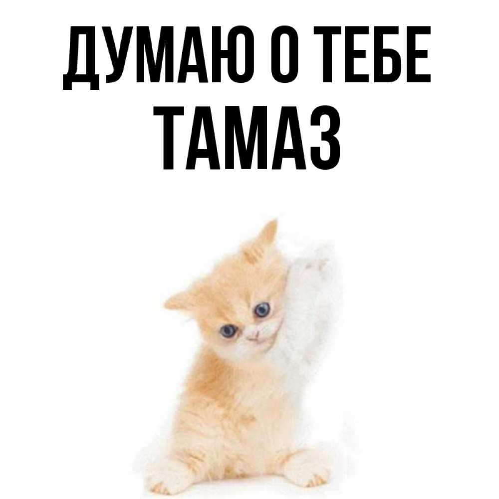 Открытка на каждый день с именем, Тамаз Думаю о тебе зверушки и милота Прикольная открытка с пожеланием онлайн скачать бесплатно 