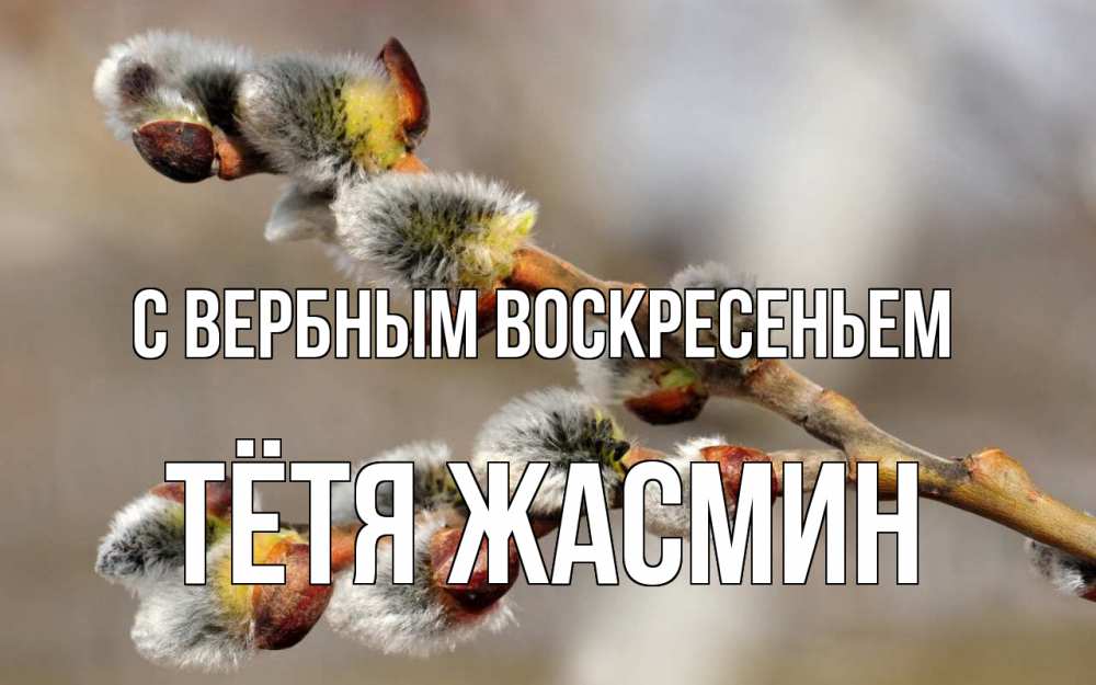 Открытка на каждый день с именем, Тётя-Жасмин С вербным воскресеньем Верба Прикольная открытка с пожеланием онлайн скачать бесплатно 