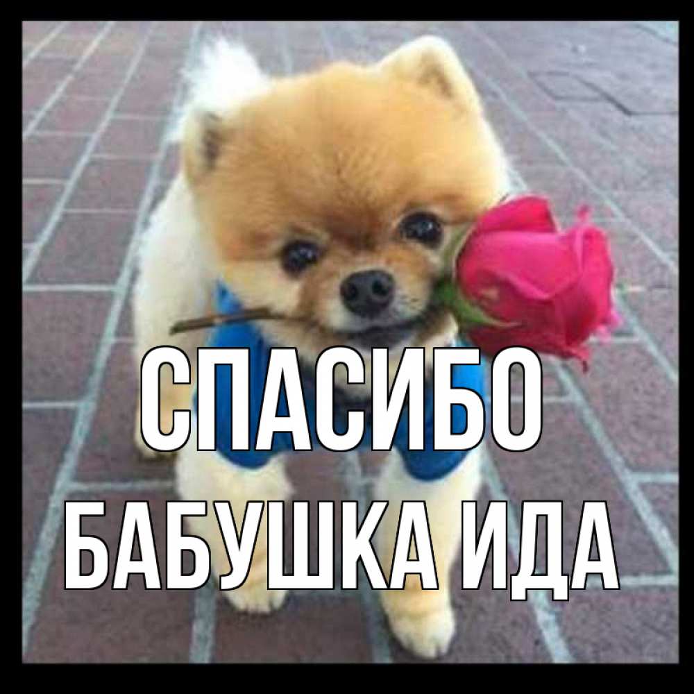 Открытка на каждый день с именем, Бабушка-Ида Спасибо спасибо и дарю тебе цветок Прикольная открытка с пожеланием онлайн скачать бесплатно 