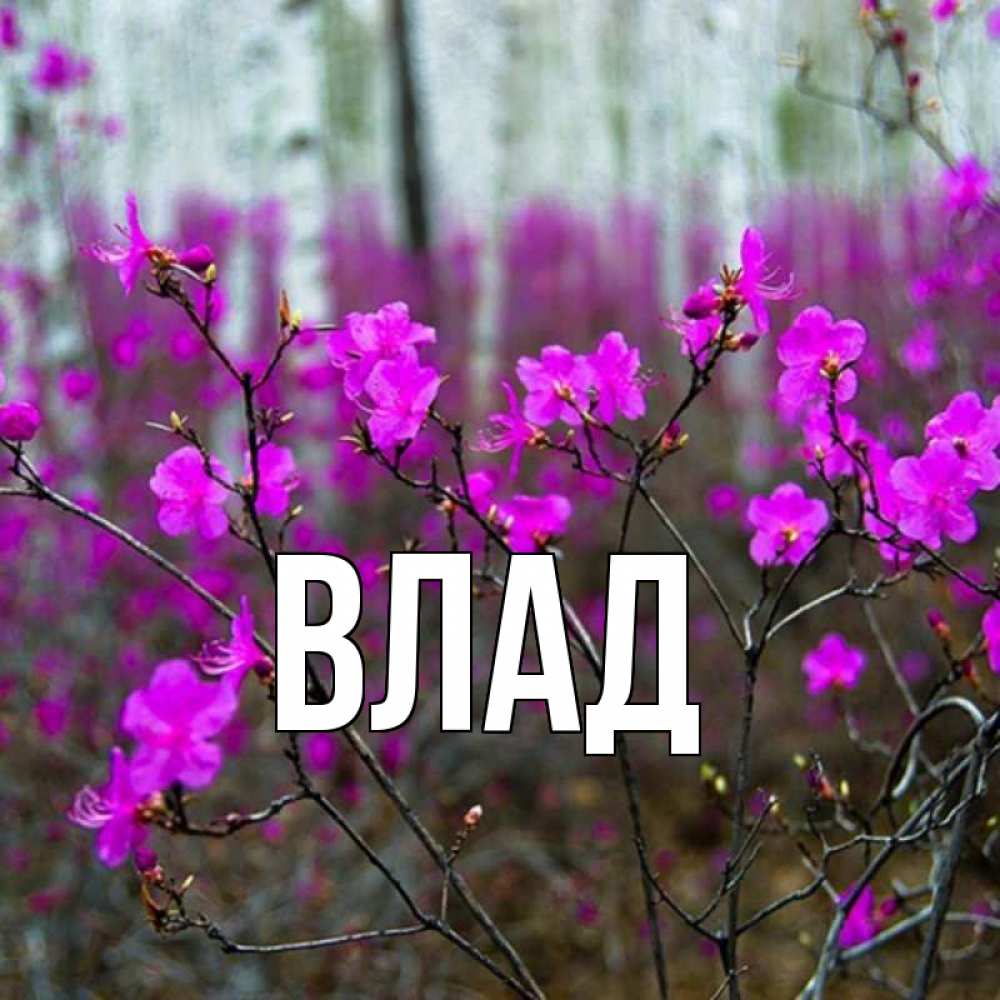 Открытка на каждый день с именем, Влад Главная дикие цветы Прикольная открытка с пожеланием онлайн скачать бесплатно 