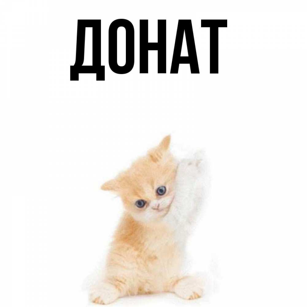 Открытка на каждый день с именем, Донат Главная просящий кот Прикольная открытка с пожеланием онлайн скачать бесплатно 