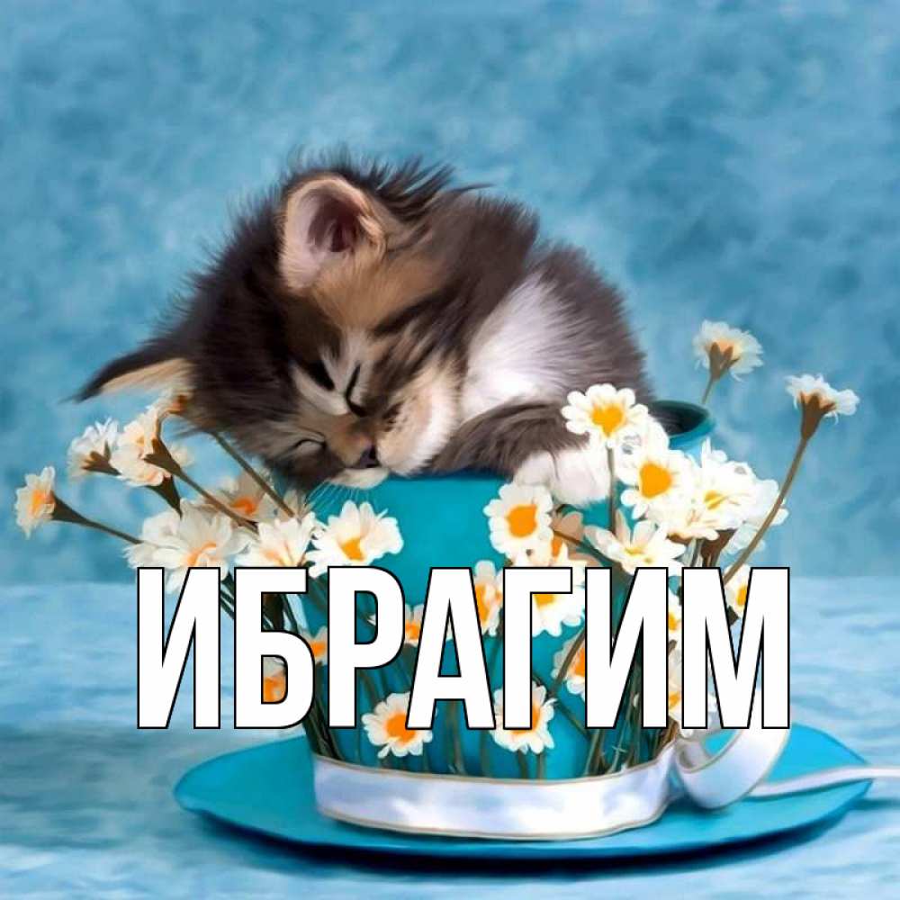 Открытка на каждый день с именем, Ибрагим Главная котенок спит в кружке с блюдцем Прикольная открытка с пожеланием онлайн скачать бесплатно 