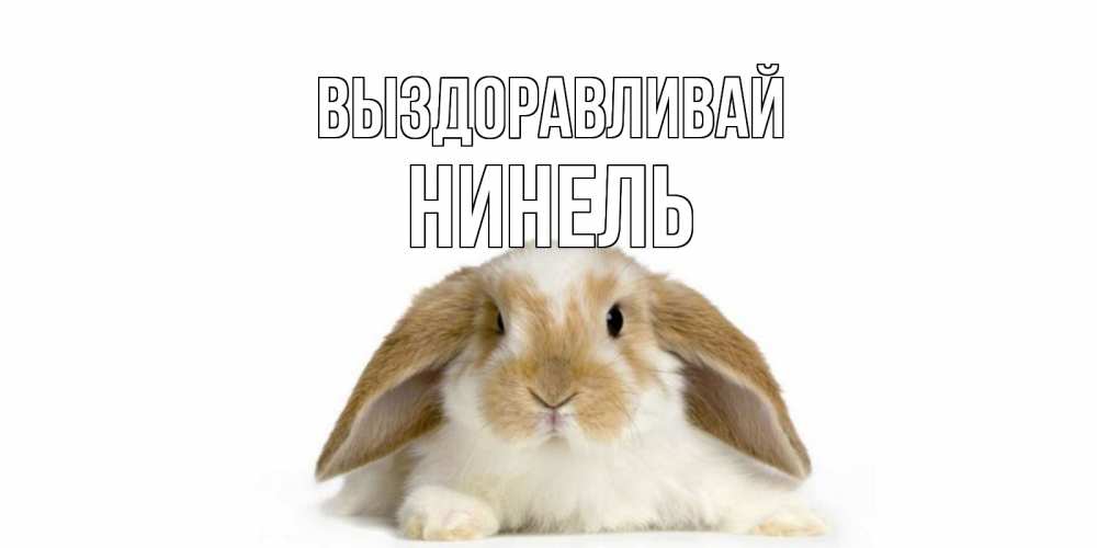 Открытка на каждый день с именем, Нинель Выздоравливай вислоухий кролик белого и коричневого цвета Прикольная открытка с пожеланием онлайн скачать бесплатно 