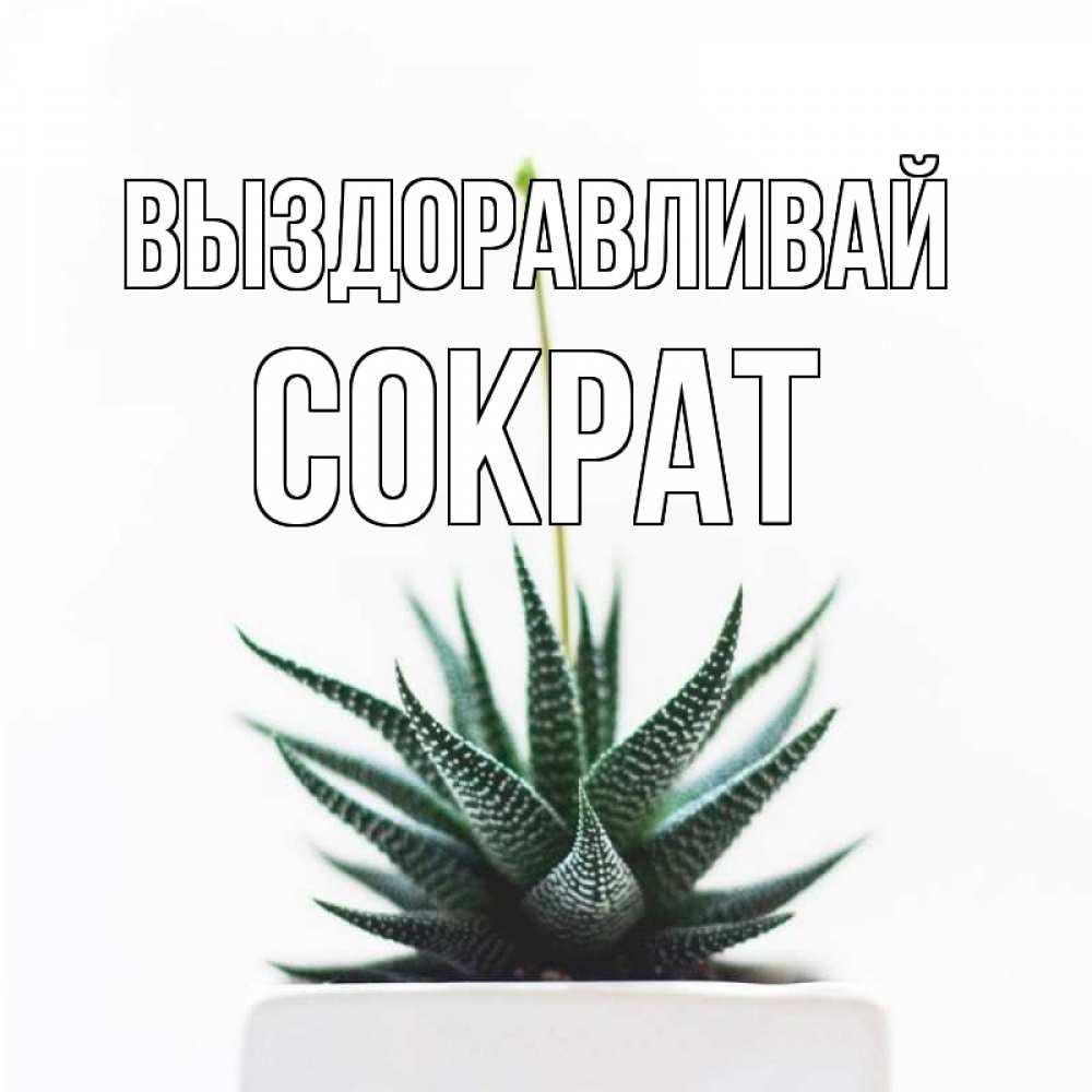 Открытка на каждый день с именем, Сократ Выздоравливай короче это непонятная колючка Прикольная открытка с пожеланием онлайн скачать бесплатно 