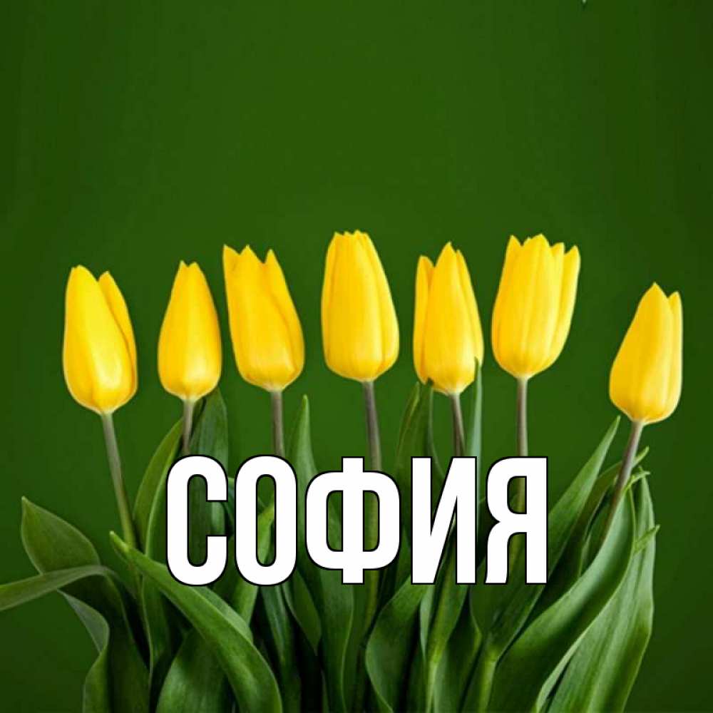 Открытка на каждый день с именем, София Главная желтого цвета 3 Прикольная открытка с пожеланием онлайн скачать бесплатно 