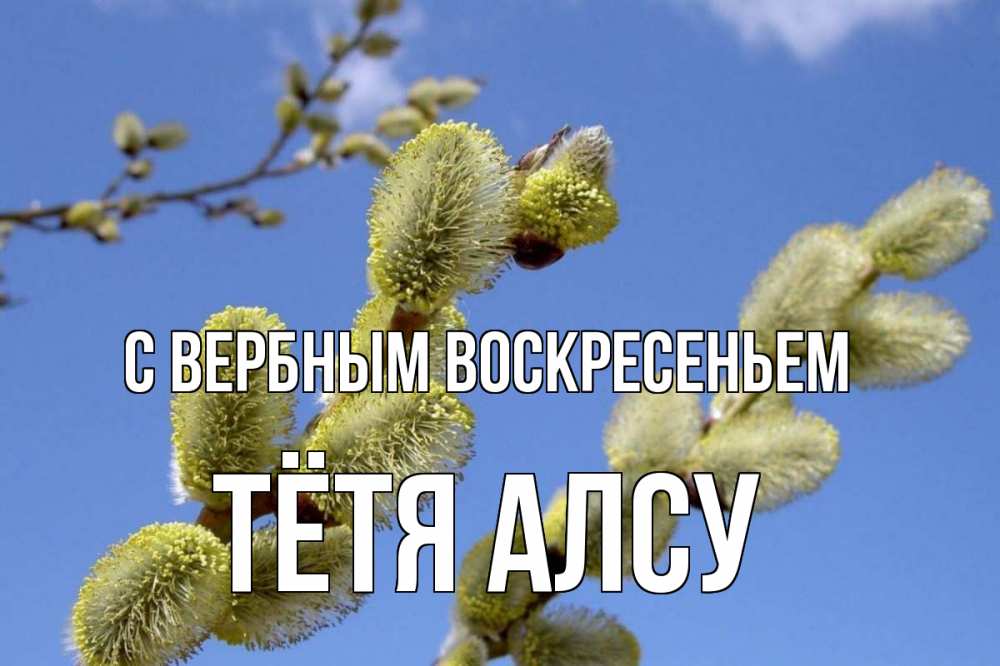 Открытка на каждый день с именем, Тётя-Алсу С вербным воскресеньем верба Прикольная открытка с пожеланием онлайн скачать бесплатно 