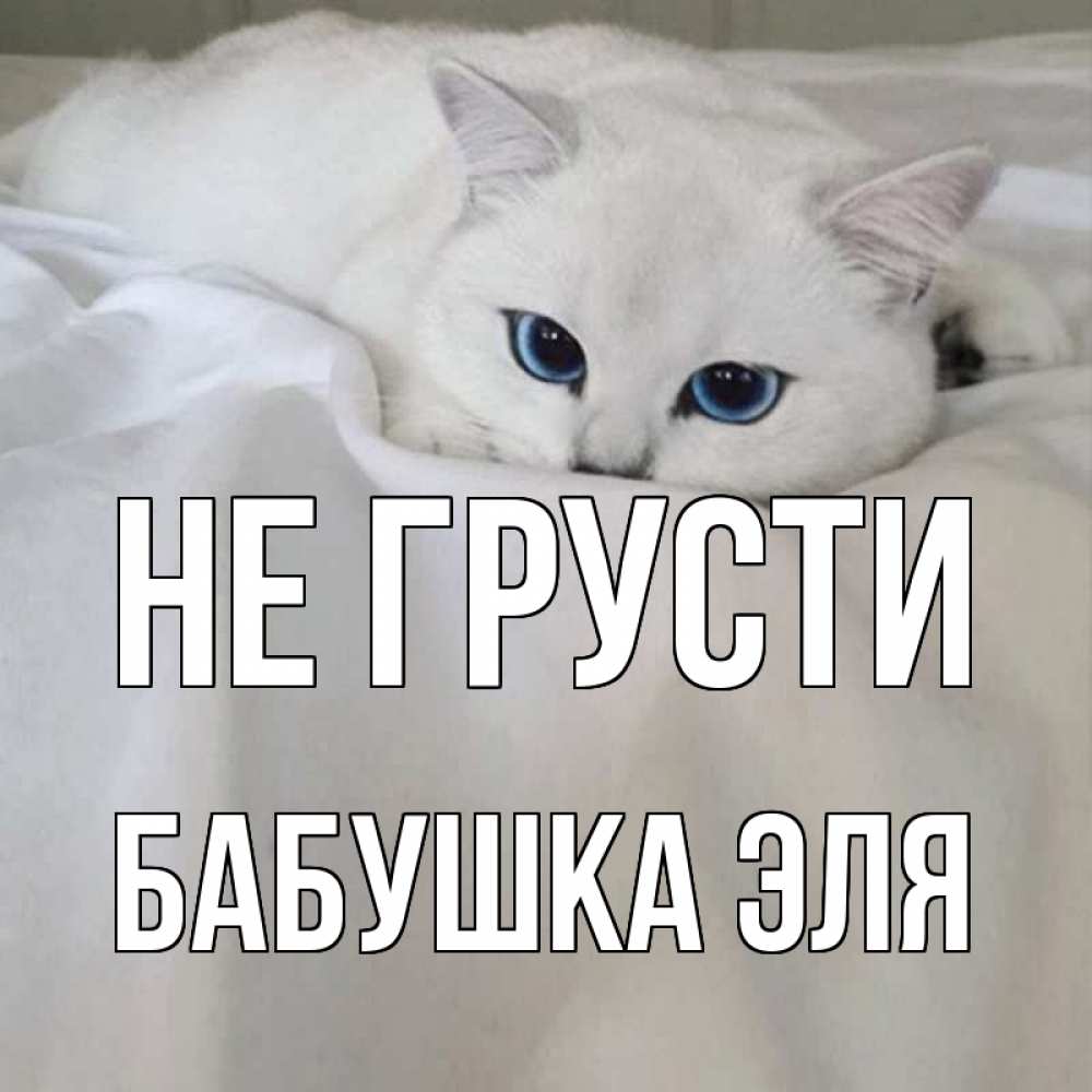 Открытка на каждый день с именем, Бабушка-Эля Не грусти белый кот с голубыми глазами на белоснежной кровати Прикольная открытка с пожеланием онлайн скачать бесплатно 
