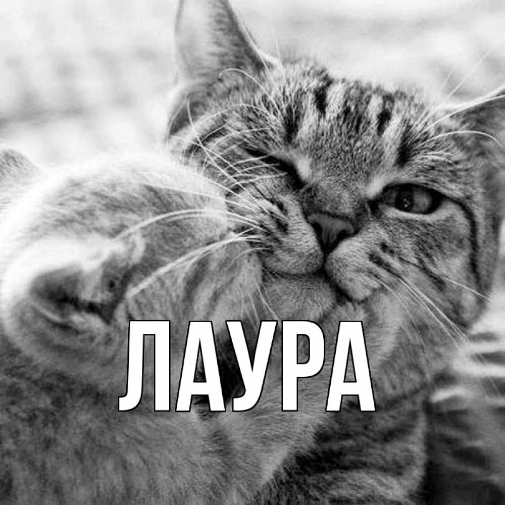 Открытка на каждый день с именем, Лаура Главная коты Прикольная открытка с пожеланием онлайн скачать бесплатно 