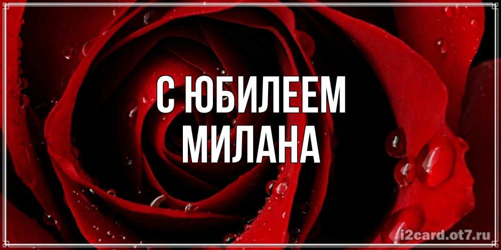 Открытка на каждый день с именем, Милана С юбилеем крупная бордовая роза Прикольная открытка с пожеланием онлайн скачать бесплатно 