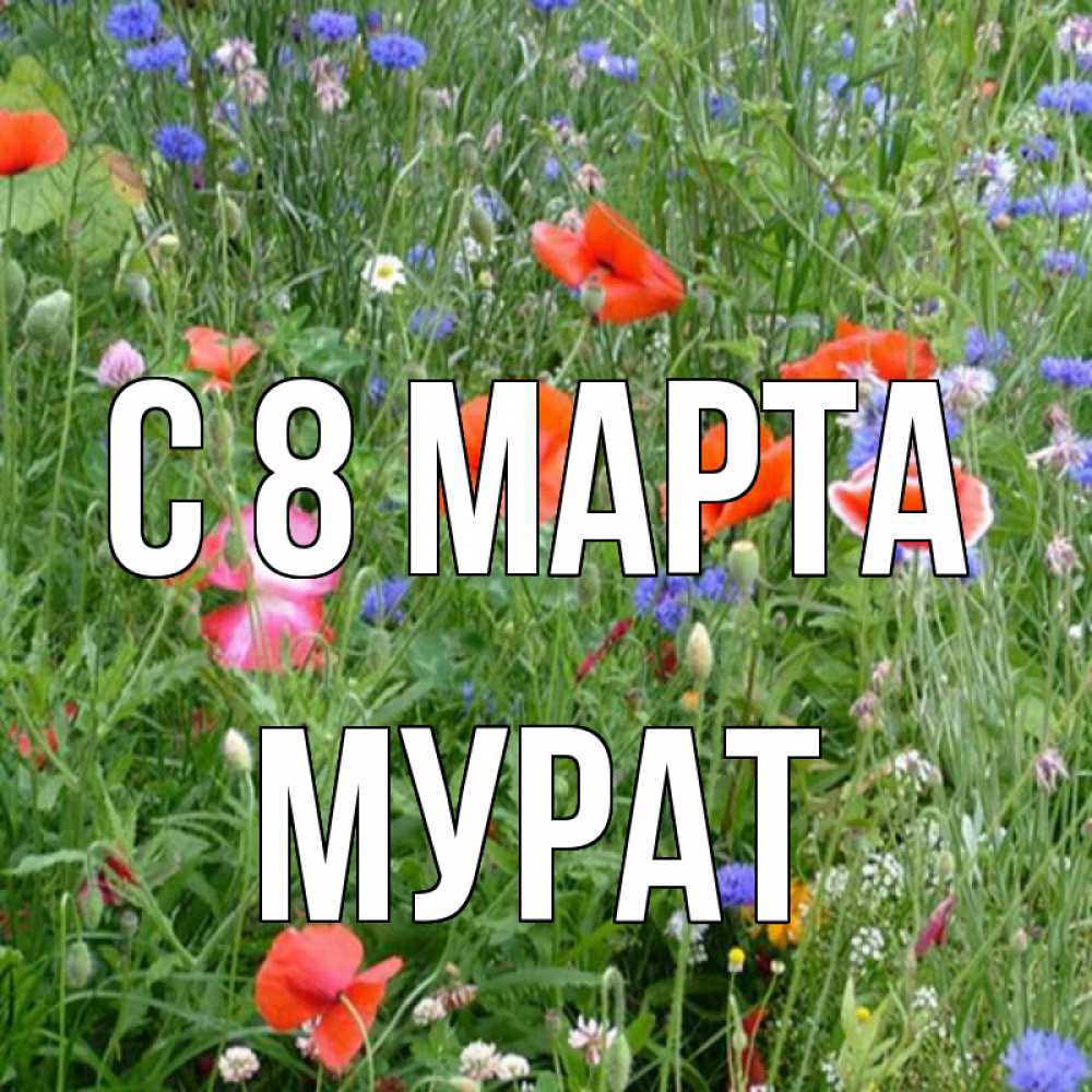 Открытка на каждый день с именем, Мурат С 8 МАРТА международный женский день 4 Прикольная открытка с пожеланием онлайн скачать бесплатно 