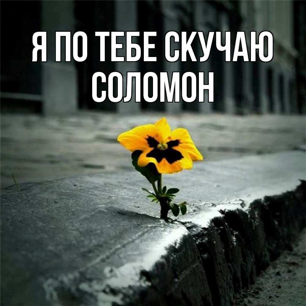 Открытка на каждый день с именем, Соломон Я по тебе скучаю надеюсь будет лучше Прикольная открытка с пожеланием онлайн скачать бесплатно 