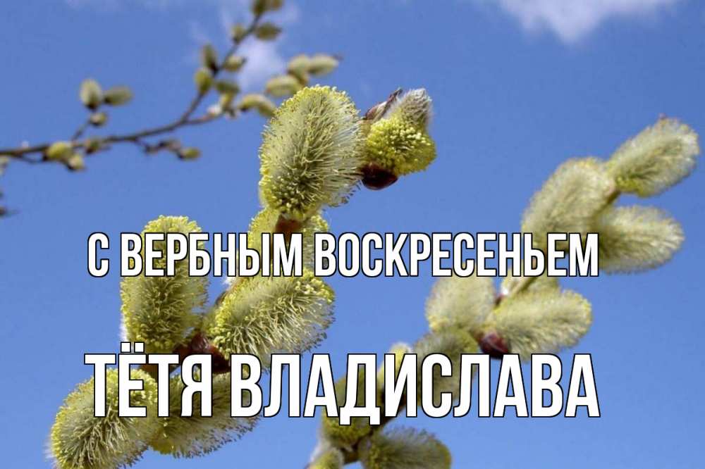 Открытка на каждый день с именем, Тётя-Владислава С вербным воскресеньем верба Прикольная открытка с пожеланием онлайн скачать бесплатно 