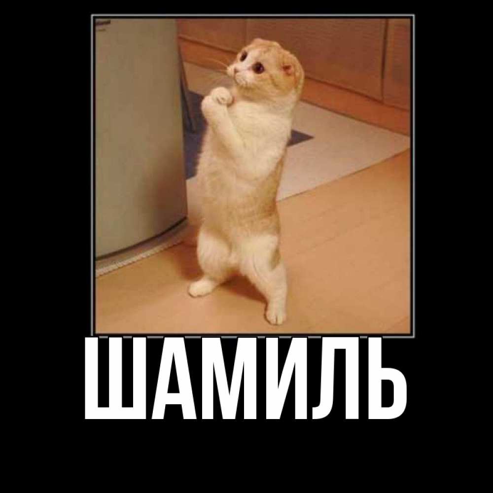 Открытка на каждый день с именем, Шамиль Главная открытка с милым несчастным котиком просящим прощения Прикольная открытка с пожеланием онлайн скачать бесплатно 