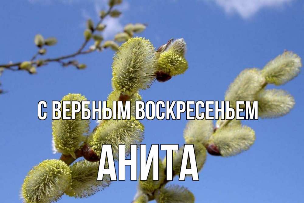 Открытка на каждый день с именем, Анита С вербным воскресеньем верба Прикольная открытка с пожеланием онлайн скачать бесплатно 