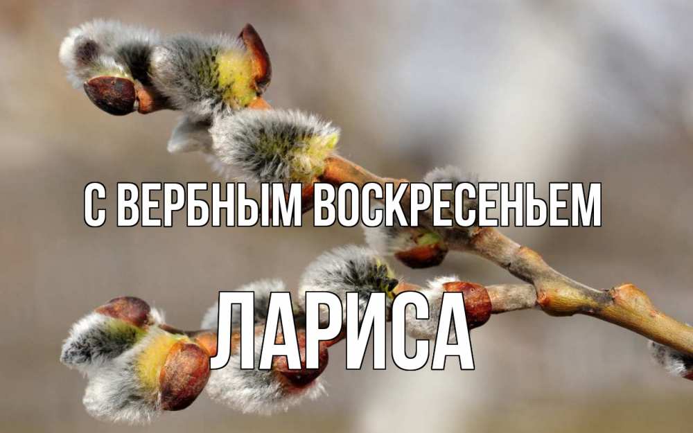 Открытка на каждый день с именем, Лариса С вербным воскресеньем Верба Прикольная открытка с пожеланием онлайн скачать бесплатно 