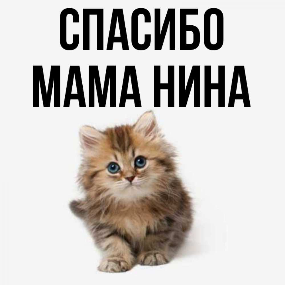 Открытка на каждый день с именем, Мама-Нина Спасибо пушистый котик Прикольная открытка с пожеланием онлайн скачать бесплатно 